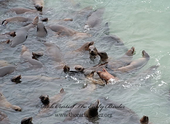 Zalophus californianus  CALIFORNIA SEA LION 8019597z