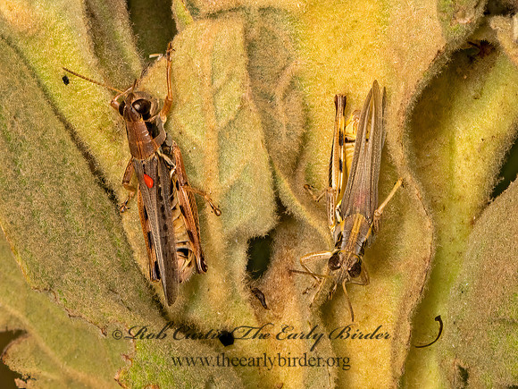 Melanoplus femurrubrum  RED-LEGGED GRASSHOPPER 3023270z