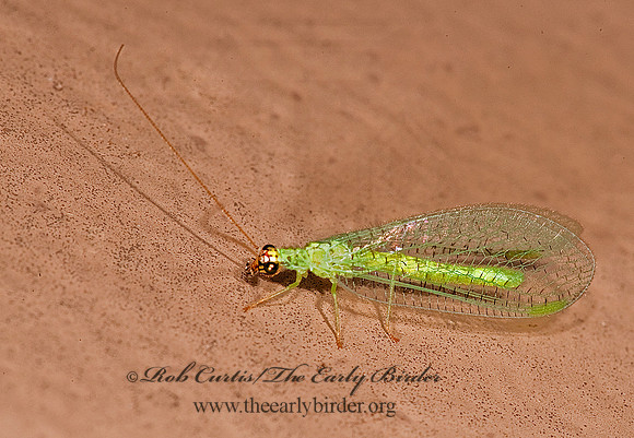 Chrysopa oculata GOLDEN-EYED LACEWING 8023399