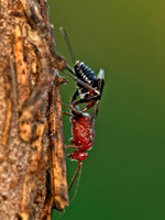 Chirotica PHYGADEUONTINI ICHNEUMON 9049586z