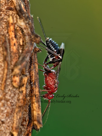 Chirotica  PHYGADEUONTINI ICHNEUMON 9049586z