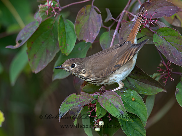 Catharus guttatus  HERMIT THRUSH 8031883z