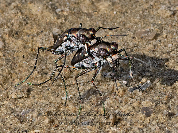 Cicindelidia ocellata  OCELLATED TIGER BEETLE 3033172z
