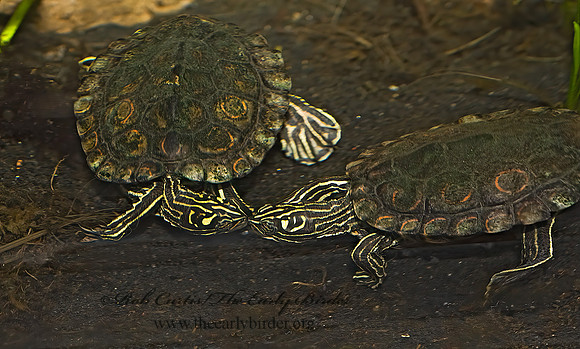 Graptemys oculifera   RINGED SAWBACK TURTLE 8016023z