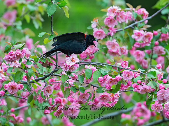 Agelaius phoeniceus  RED-WINGED BLACKBIRD 9011437z
