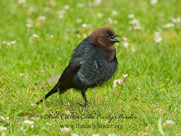 Molothrus ater  BROWN-HEADED COWBIRD  8021911z