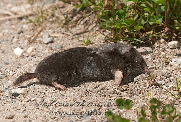 Parascalops breweri  HAIRY-TAILED MOLE 3013800z
