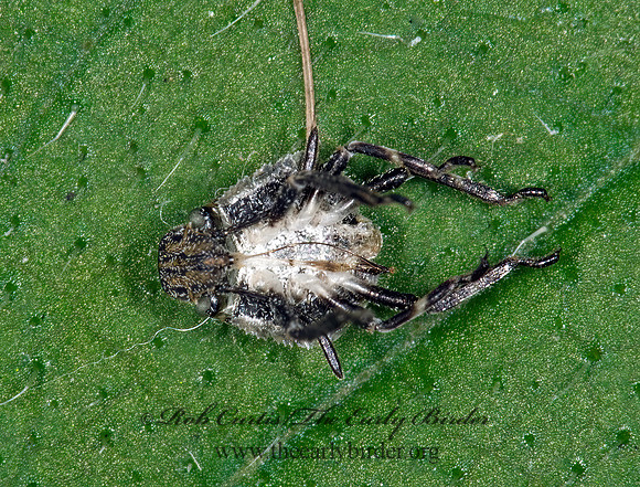 Acanalonia bivittata 6008298z
