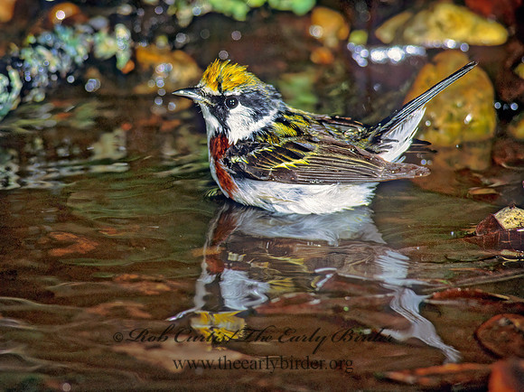 Setophaga pennsylvanica  CHESTNUT-SIDED WARBLER 192902z