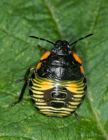 Chinavia hilaris  GREEN STINKBUG 6016051z