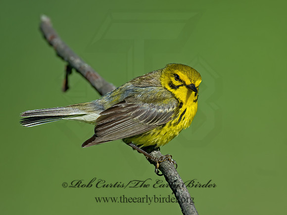 Setophaga discolor = PRAIRIE WARBLER  9023566z