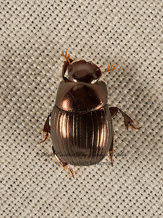 Ateuchus histeroides  DUNG BEETLE  9050299z