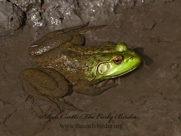 Lithobates catesbeianus  AMERICAN BULLFROG 6009960 z
