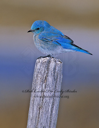 Sialia currucoides  MOUNTAIN BLUEBIRD  119717z
