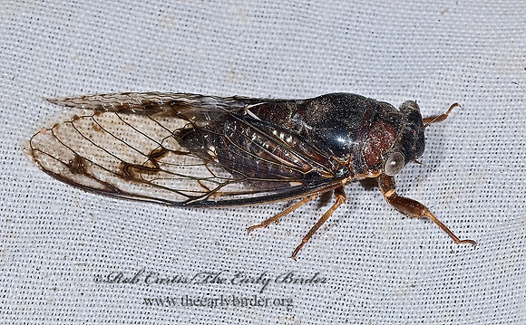 Diceroprocta swalei 7008611z