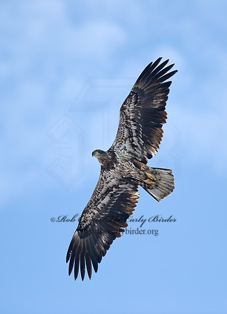 Haliaeetus leucocephalus  BALD EAGLE 8000209z