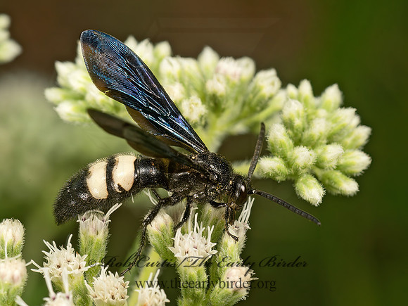 Scolia bicincta  DOUBLE-BANDED SCOLIID9049373z