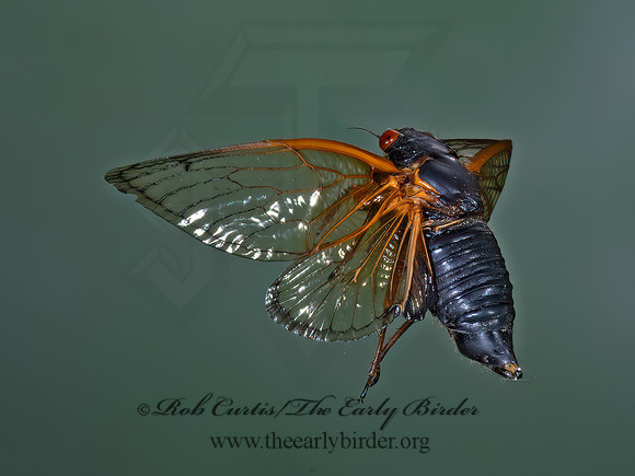 Magicicada cassinii CASSIN'S CICADA 9088999z
