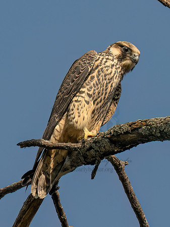Falco peregrinus PEREGRINE FALCON 9090573z