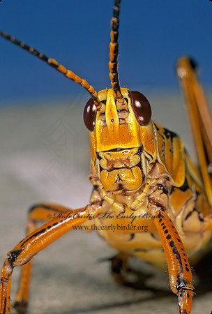 Romalea microptera SOUTHERN LUBBER GRASSHOPPER 249108z