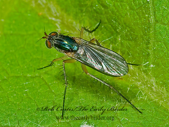 Dolichopus  LONGLEGGED FLY 5008035z