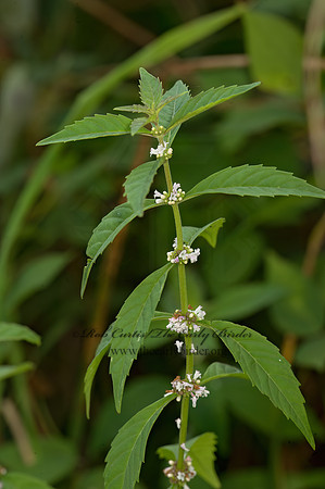 Lycopus uniflorus  NORTHERN BUGLEWEED 9040991z
