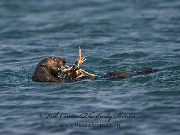 Enhydra lutris nereis  SOUTHERN SEA OTTER 9057896z