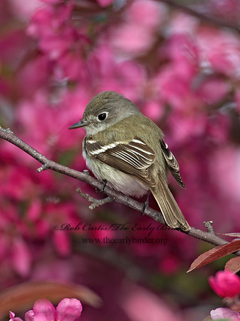 Empidonax minimus  LEAST FLYCATCHER 8003610 z