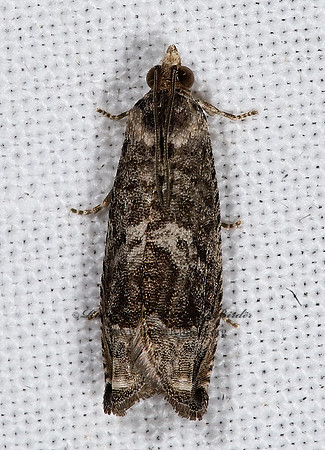 Cydia membrosa  GRAPHOLITINI TORTRICID MOTH 6024821z