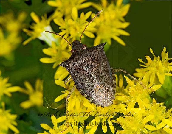 Euschistus tristigmus  DUSKY STINGBUG 6013119z