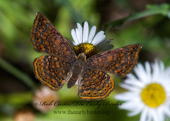 Calephelis perditalis  ROUNDED METALMARK 6023550 z