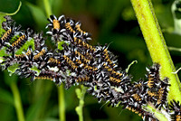 Euchaetes egle MILKWEED TUSSOCK MOTH 6011813z