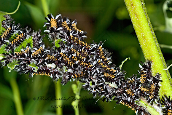 Euchaetes egle MILKWEED TUSSOCK MOTH 6011813z