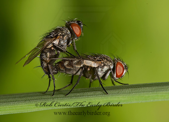 Metopia argyrocephala  SATELLITE FLY 9047542z