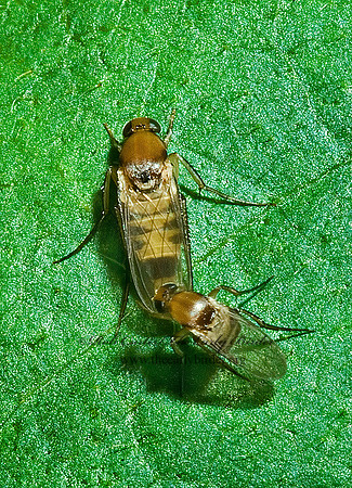 Phalacrotophora longifrons  SCUTTLE FLY 4002089 z