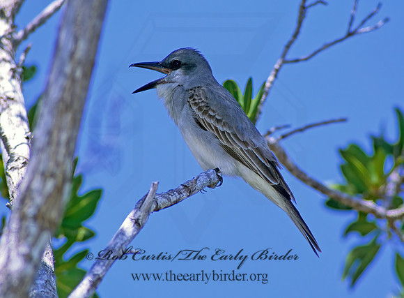 Tyrannus dominicensis  GRAY KINGBIRD 250203z