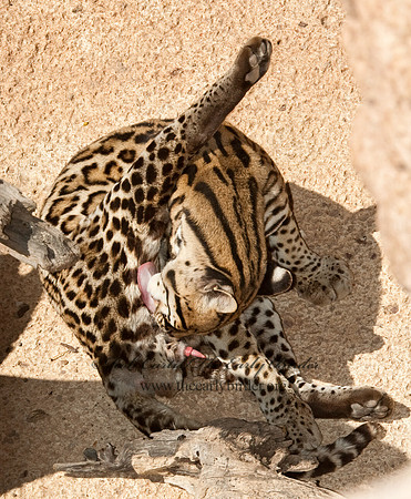 Leopardus pardalis  OCELOT  5005643z