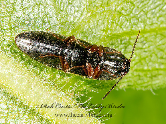Ampedus sp  CLICK BEETLE 9032036z