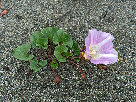 Calystegia soldanella  SAND BINDWEED 9059188z