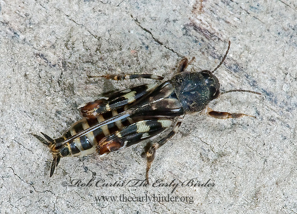 Ellipes minuta 5009377z
