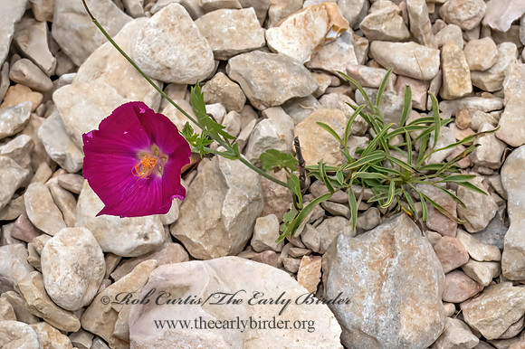 Callirhoe leiocarpa  TALL POPPY MALLOW 3039056z