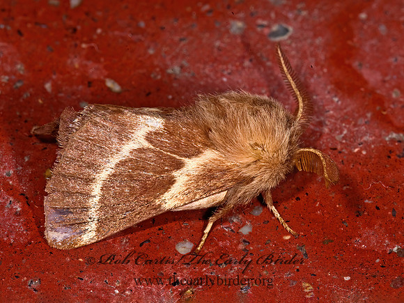 Malacosoma incurvum SOUTHWESTERN TENT CATERPILLAR MOTH 6027651z