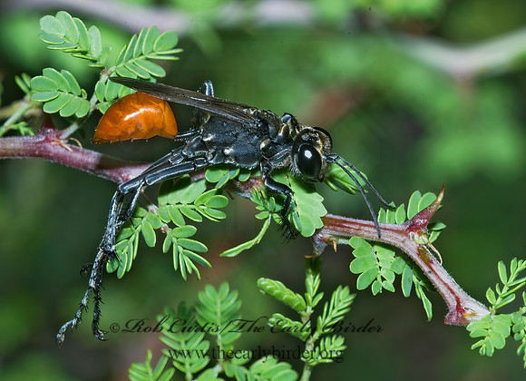 Prionyx parkeri or thomae 7006245z