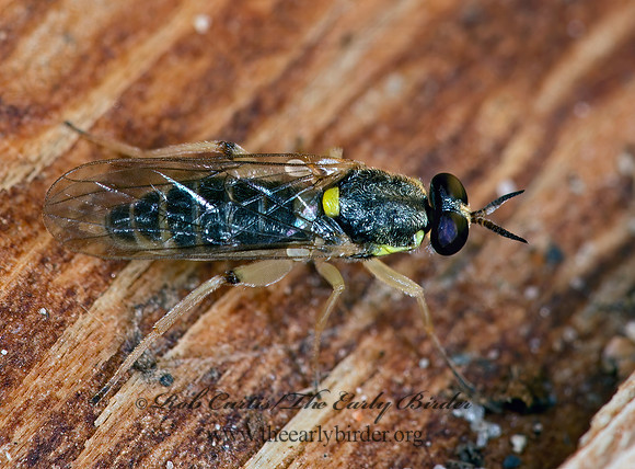 Solva pallipes  XYLOMYID FLY 9023928z