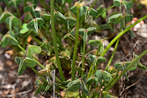 Oxalis pes-caprae  BERMUDA BUTTERCUP 8036145z