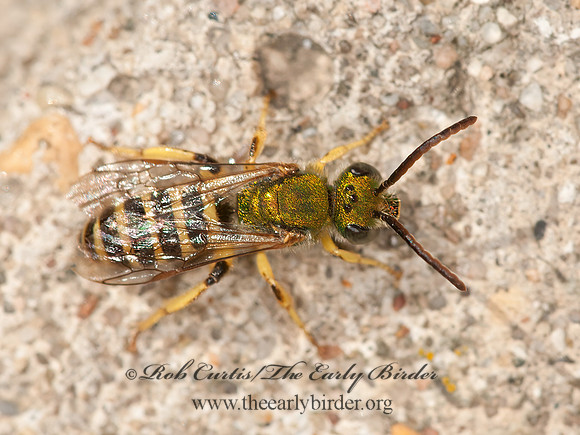 Agapostemon  STRIPED HALICTID BEE 3014631 z
