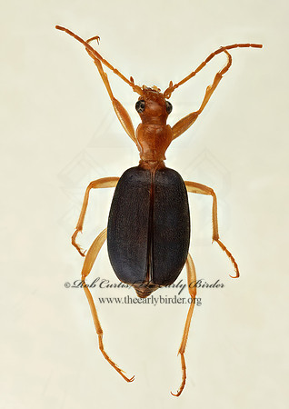 Brachinus 9017510z