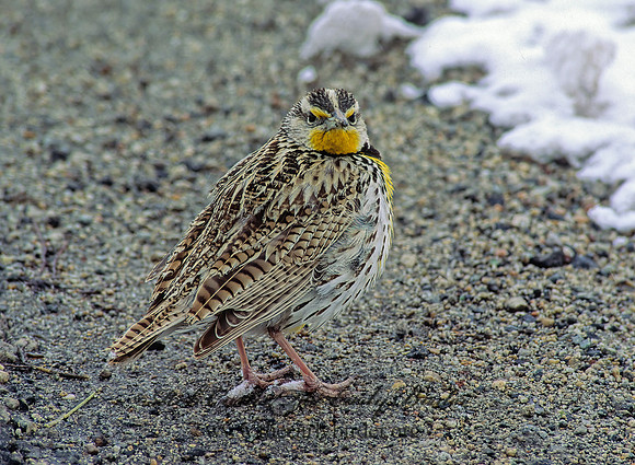 Sturnella neglecta  WESTERN MEADOWLARK 119309z