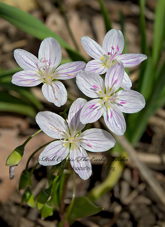 Claytonia virginica  SPRING BEAUTY 9000111z