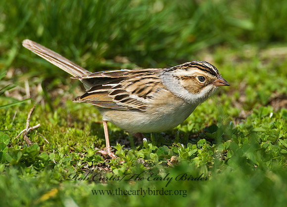 Spizella pallida  CLAY-COLORED SPARROW 8002466z